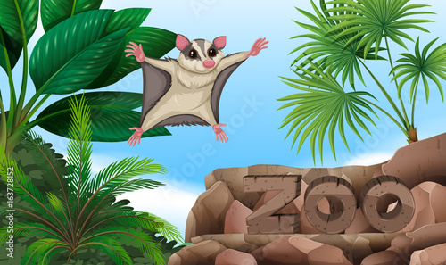Sugar glider flying over the zoo sign