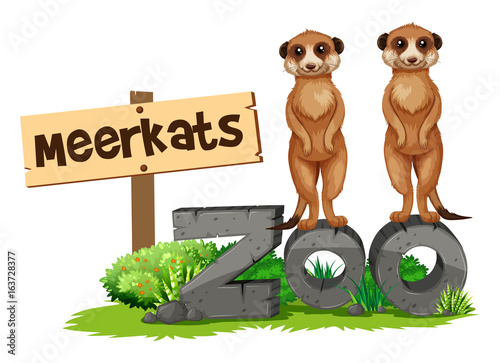 Fotografi Two meerkats by the zoo sign
