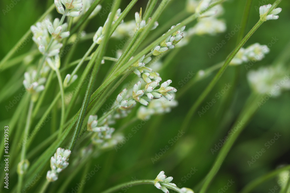 White Lavender White Lavender