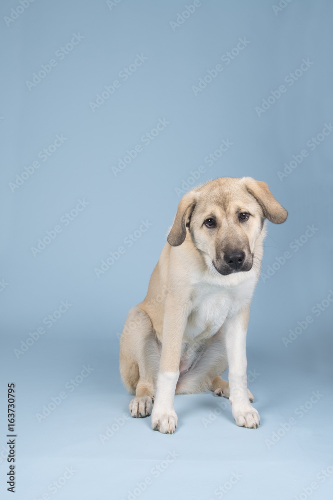Fototapeta Mixed breed young dog