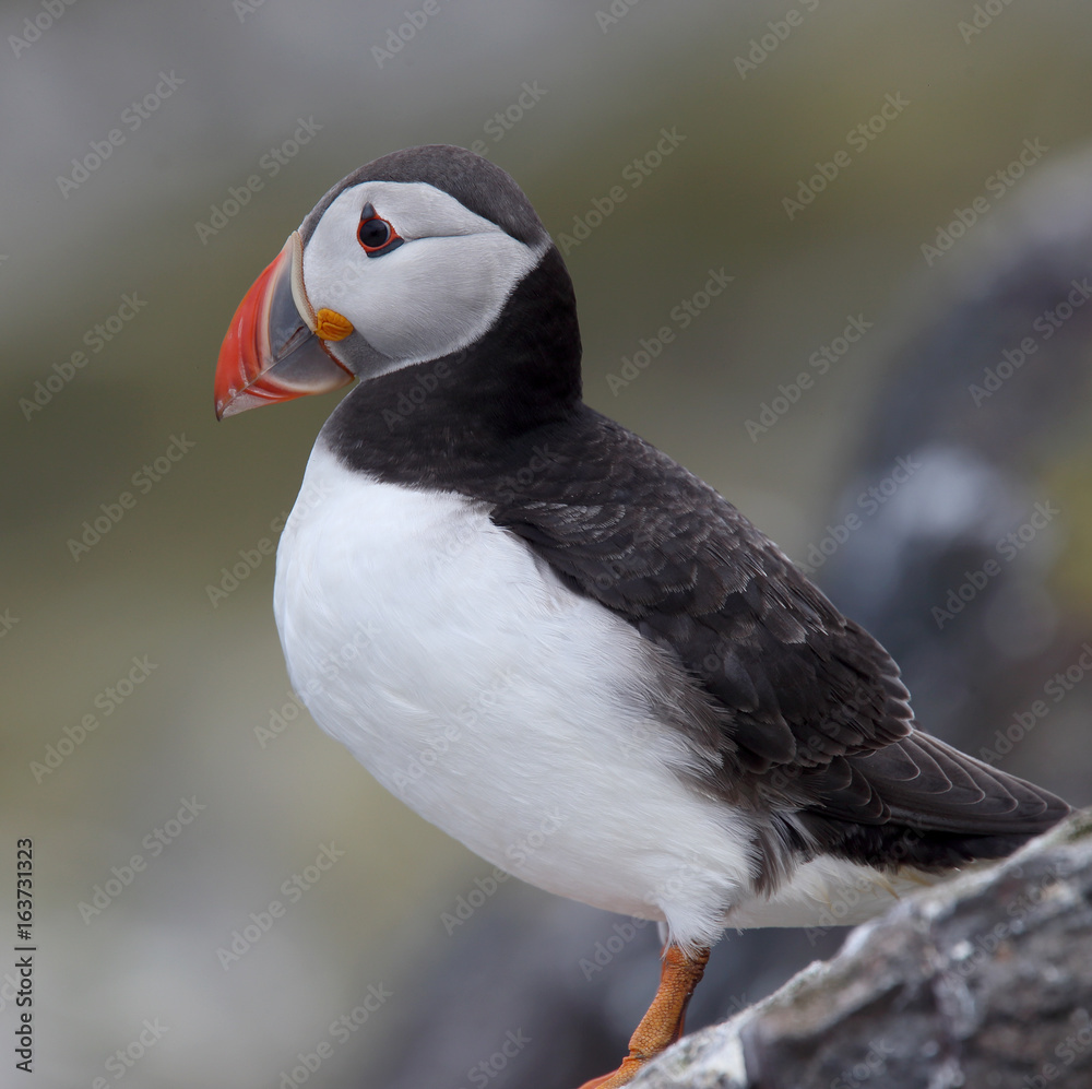 Fototapeta premium An adult Atlantic Puffin (Fratercula arctica) stood on a rock, Farne Islands, Northumbria, England, UK.