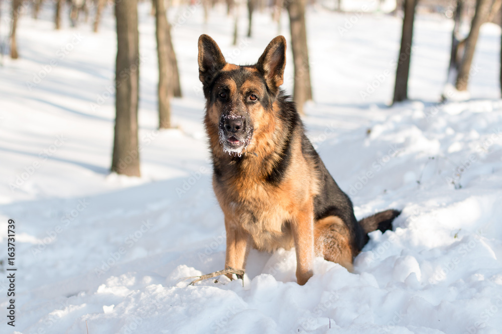 Dog german shepherd in a winter day Dog german shepherd in a winter day