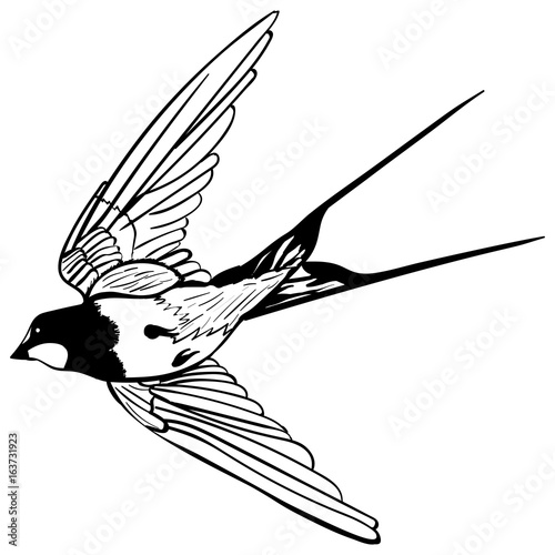 vector silhouette flying swallows