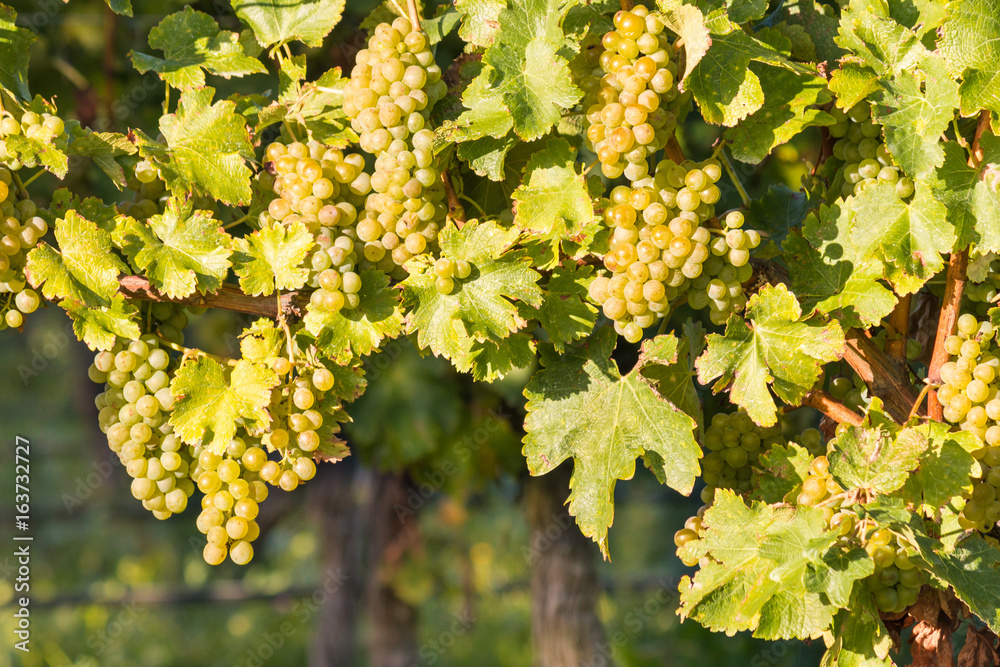 ripe white Riesling grapes on vine in vineyard ripe white Riesling grapes on vine in vineyard