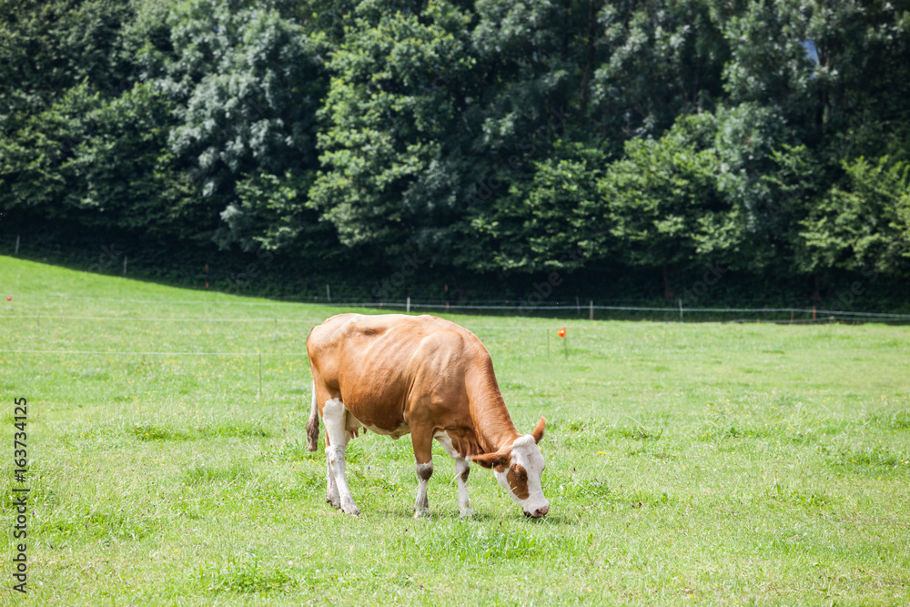 Cow on the alpine green grass summer meadow