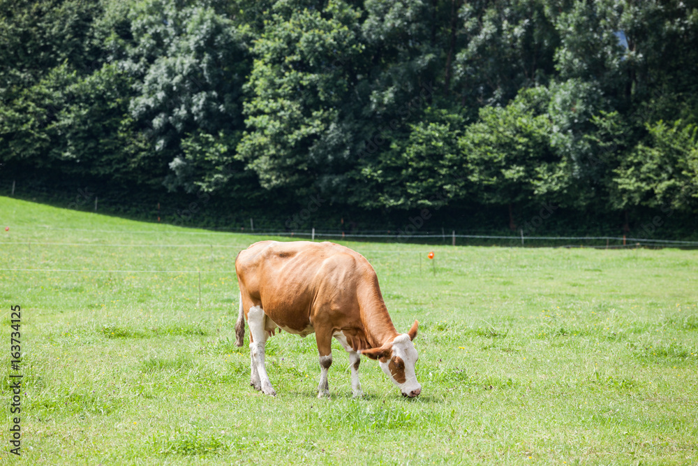 Obraz premium Cow on the alpine green grass summer meadow