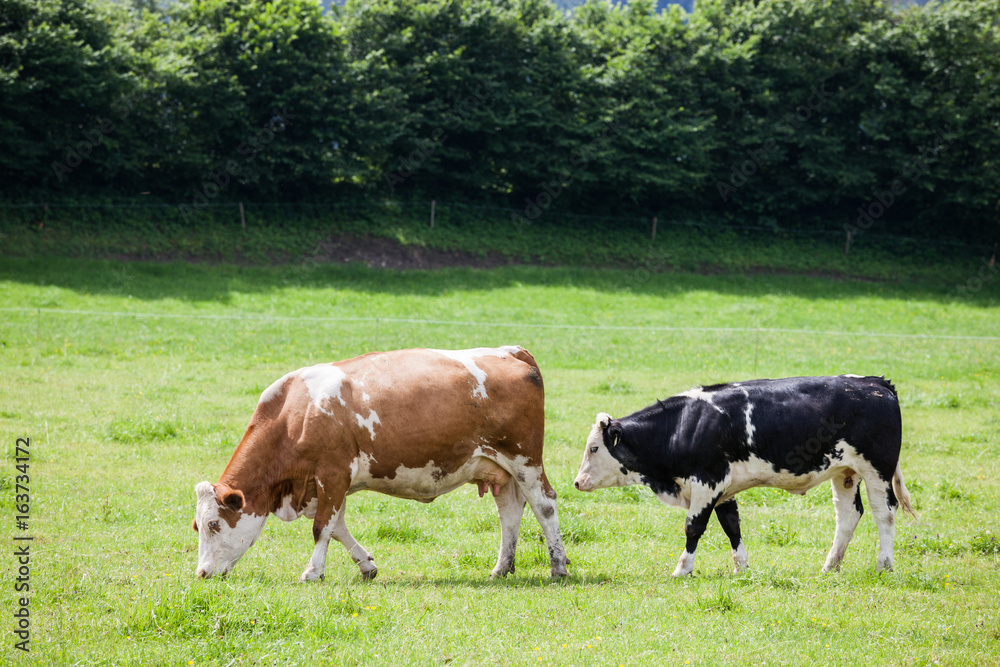 Cow on the alpine green grass summer meadow Cow on the alpine green grass summer meadow