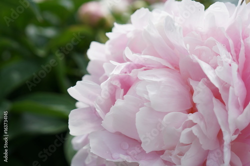 Large peony buds with delicate silky petals with drops of transparent pure dew for background  design and advertising