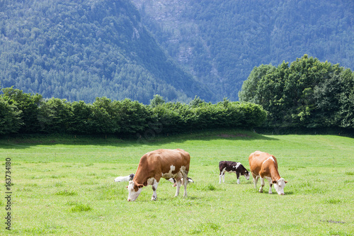 Cow on the alpine green grass summer meadow