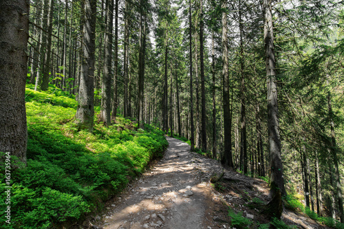 Hiking path in summer forest Tatra Mountains, Poland