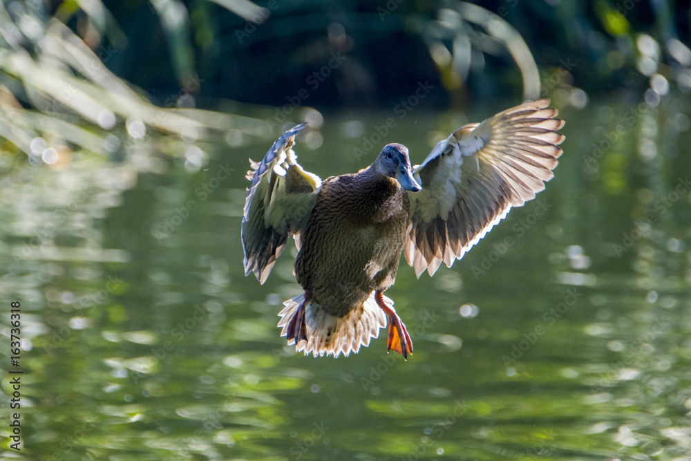 bird