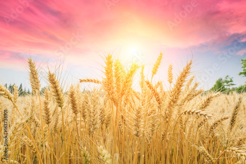 Ripe wheat field landscape at sunset © ABCDstock