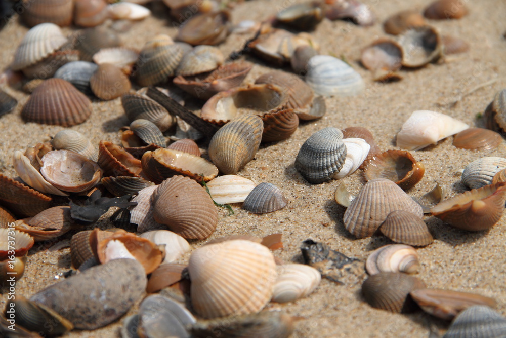 Muscheln am Meer