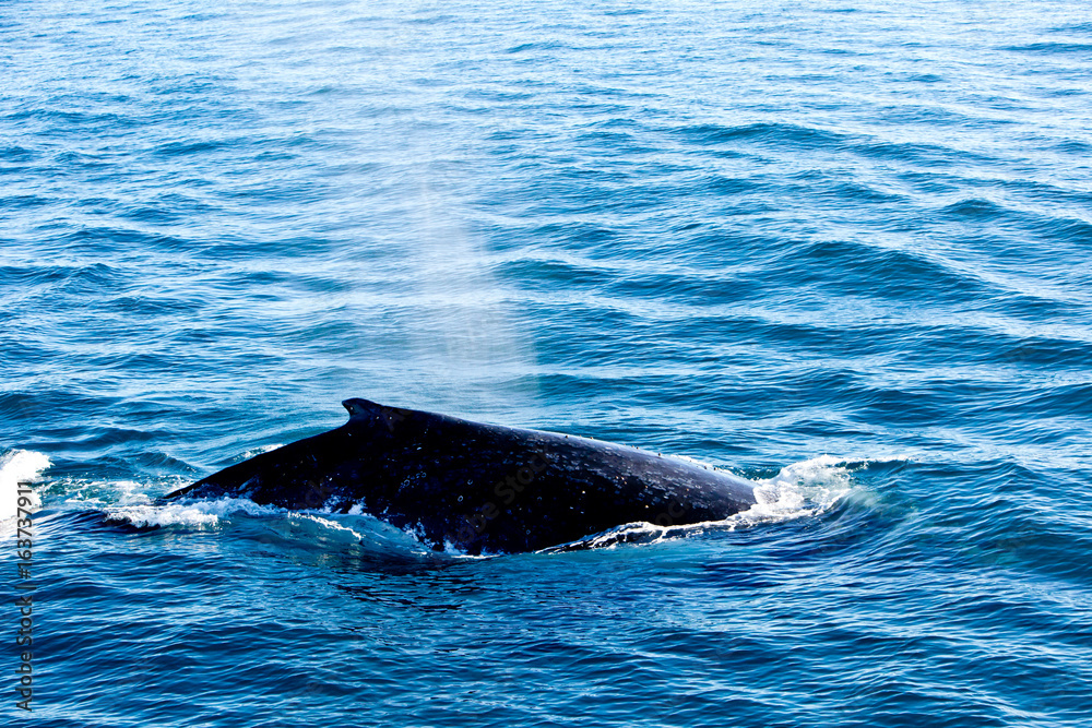 Fototapeta premium Humpback Whale surfacing and spraying water through blowhole