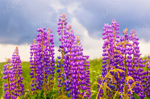 Summer green field with lupine flowers
