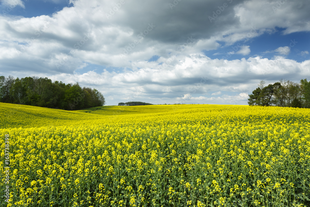 Rape Field ./ Pomerania, Poland 