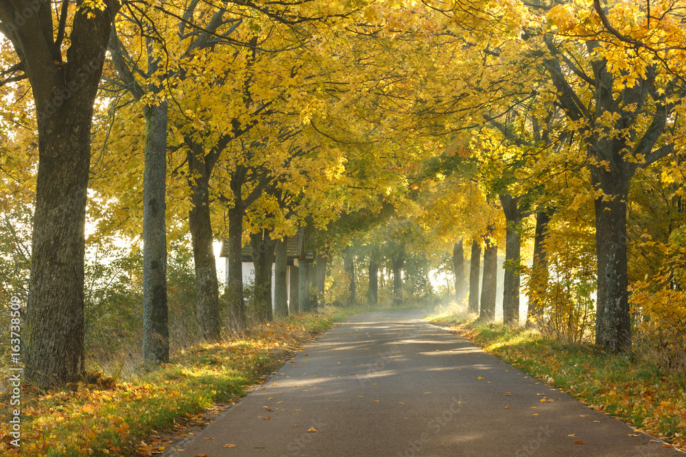 Autumn road / North Poland 