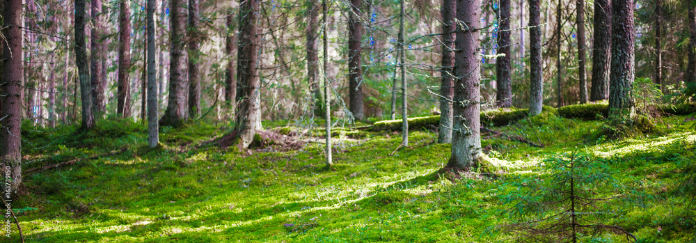 Fototapeta premium Wild forest panorama