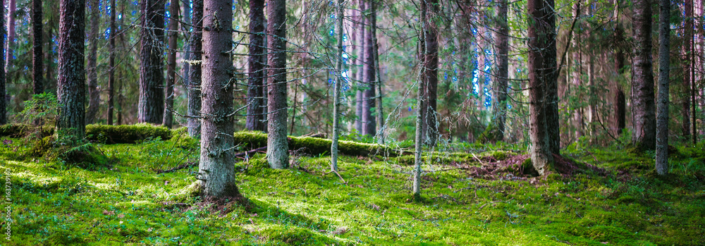 Fototapeta premium Forest. Wild plants and trees
