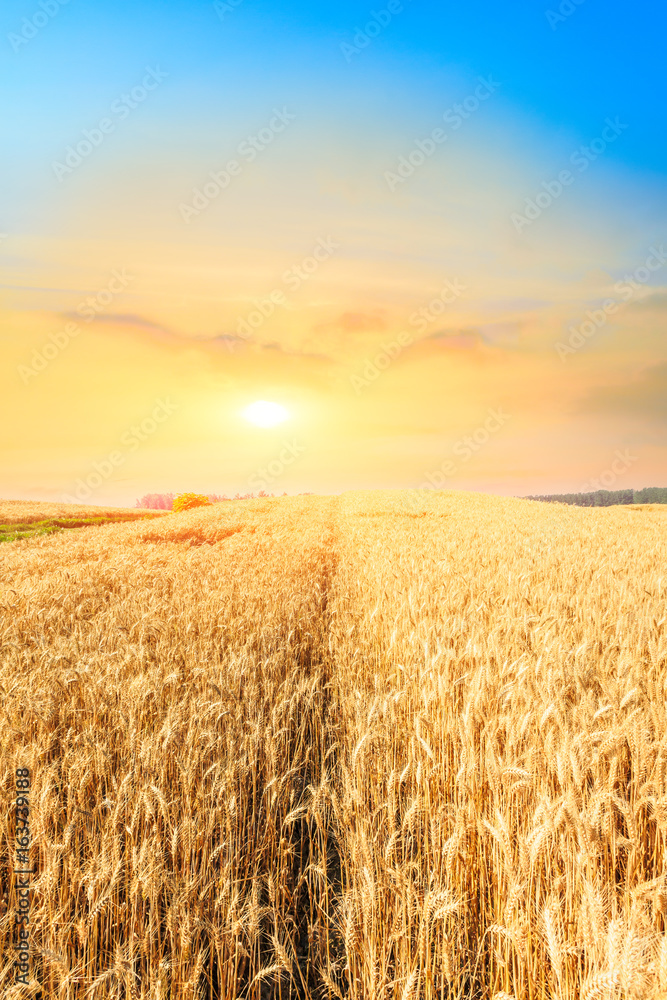 Ripe wheat field landscape at sunset