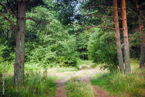 Wild trees in forest