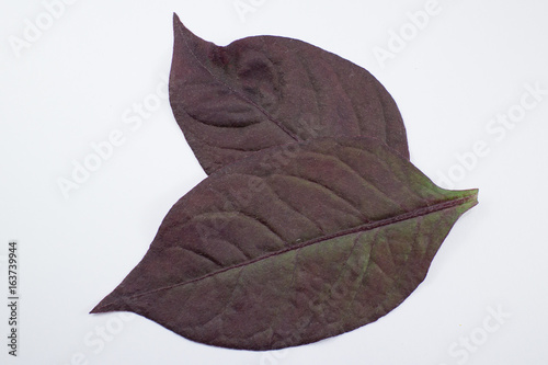 Red leaf of Red Ivy or Red flame ivy or Hemigraphis alternata photo
