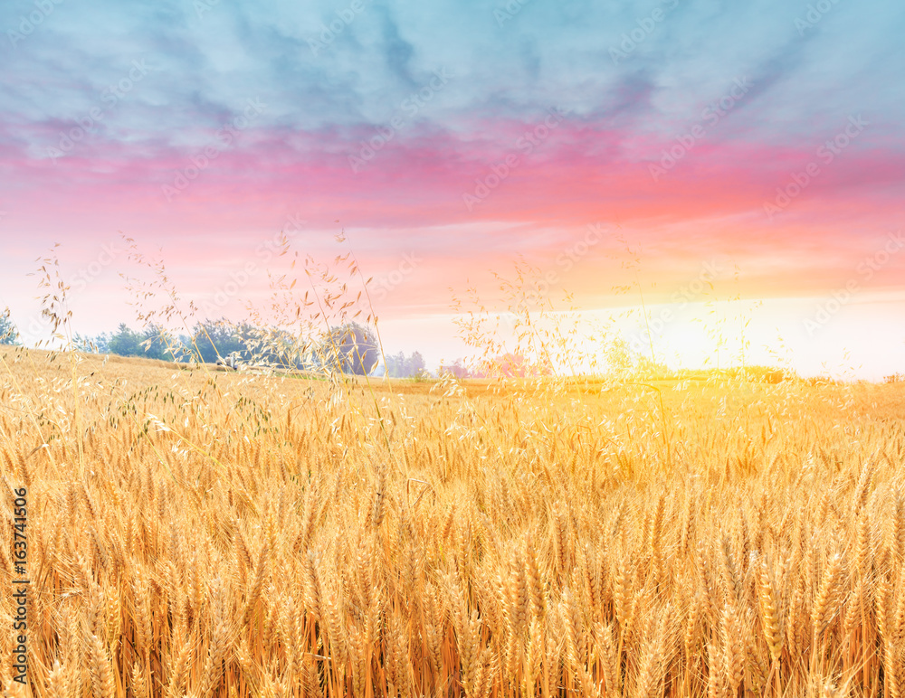 Obraz premium Ripe wheat field landscape at sunset