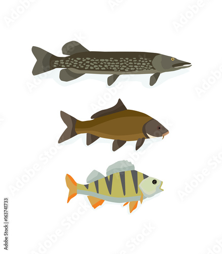 Set of freshwater fish: perch, carp, pike. Popular color fish.