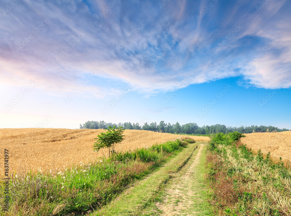 Naklejka premium A country road at sunset in the wheat fields