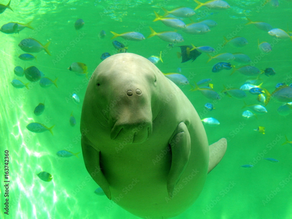 ジュゴン セレナ 鳥羽水族館 三重県 日本 Stock 写真 Adobe Stock