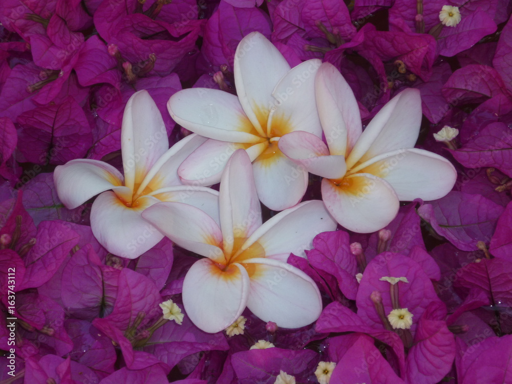 fleur de frangipanier et bougainvillié
