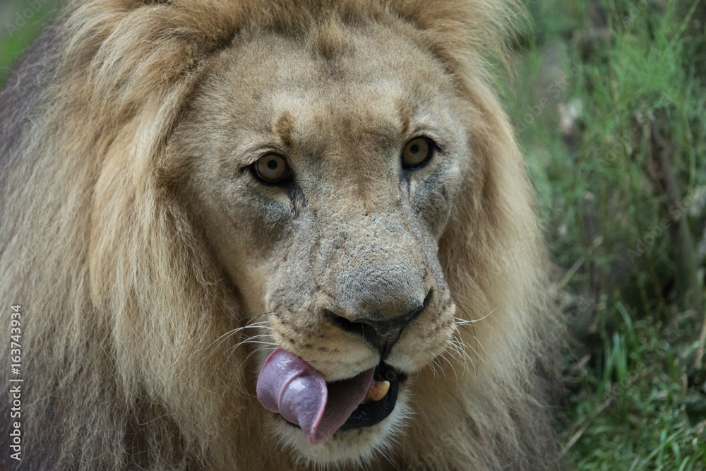 Male African Lion