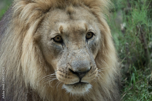 Male African Lion