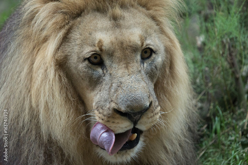 Fototapeta Naklejka Na Ścianę i Meble -  Male African Lion