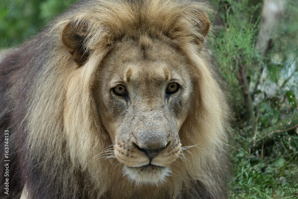 Male African Lion