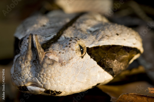 vipere du gabon rhinoceros (bitis gabonica rhinoceros)viperinae viperidae photo