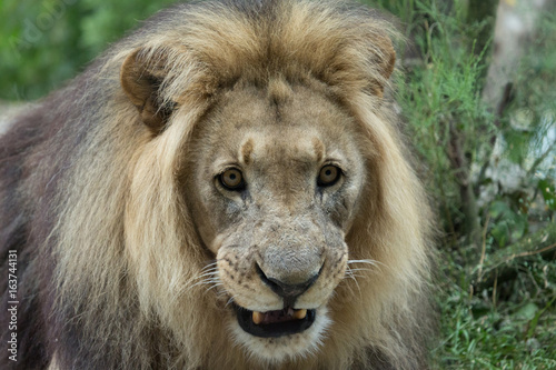 Fototapeta Naklejka Na Ścianę i Meble -  Male African Lion