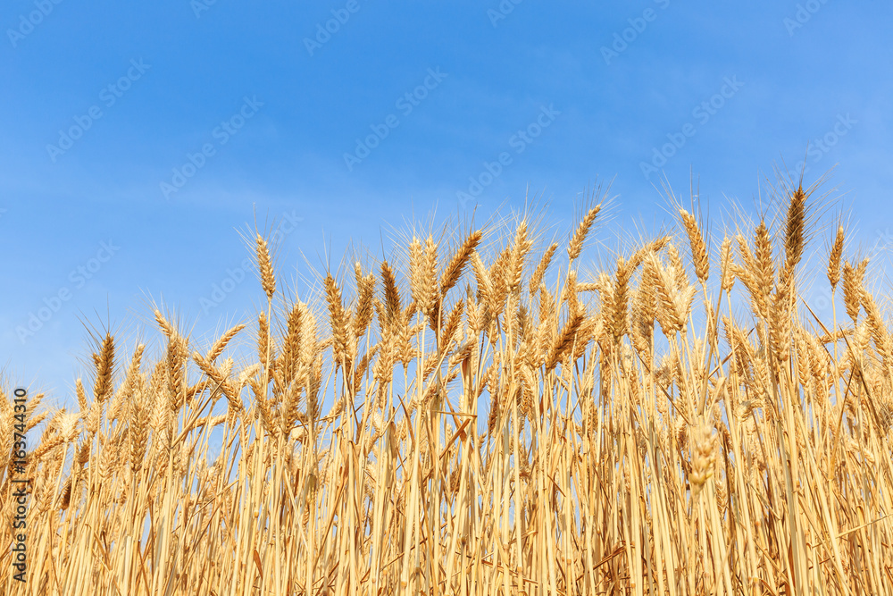Fototapeta premium Ripe wheat field and blue sky with clouds