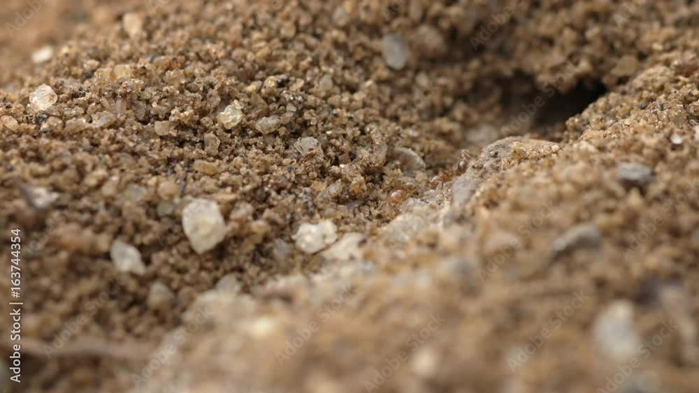 Ants Marching in and out of Burrow in Extreme Closeup Ants Marching in and out of Burrow in Extreme Closeup
