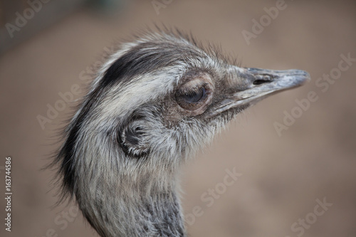 Greater rhea (Rhea americana) photo