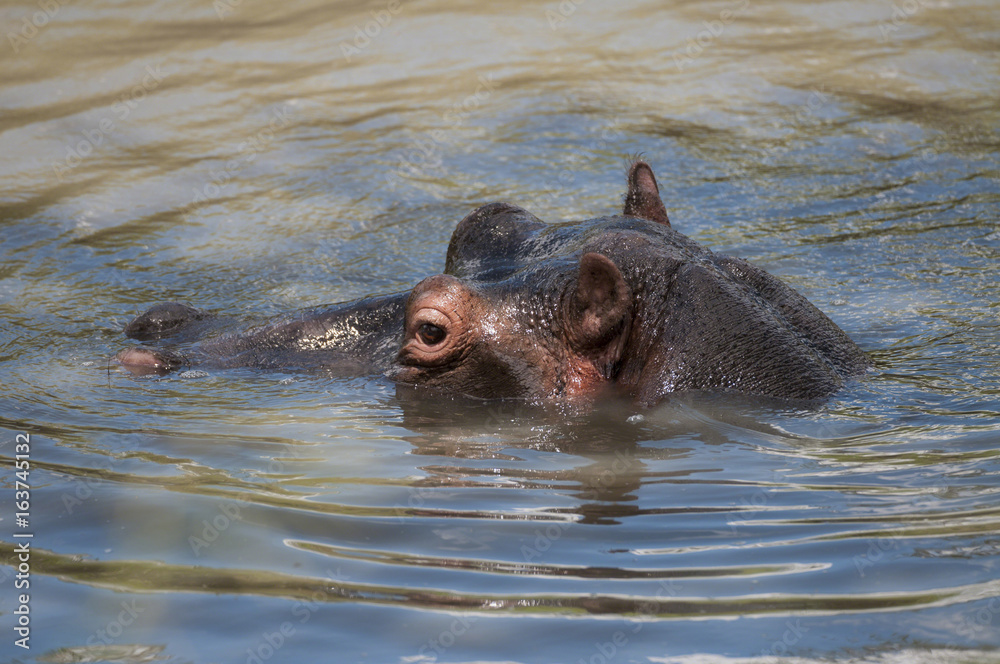 hippopotamus, or hippo, swimming in water with head above water, Masai Mara, Kenya, Africa hippopotamus, or hippo, swimming in water with head above water, Masai Mara, Kenya, Africa