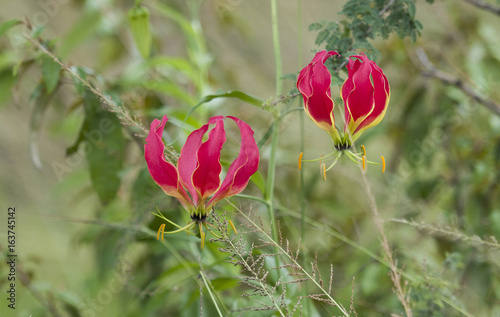Flame lily, ( Gloriosa, Colchicaceae ), red flower with distinctive yellow stripes, contains colchicine, used in traditional medicines. State flower of  (Kaanthal) of Tamil Nadu. Kenya, Africa