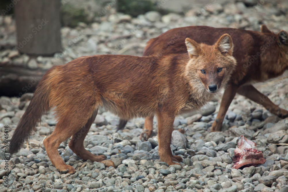 Obraz premium Ussuri dhole (Cuon alpinus alpinus)