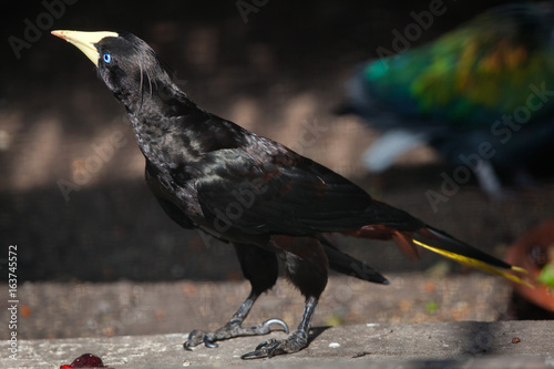 Crested oropendola (Psarocolius decumanus) photo