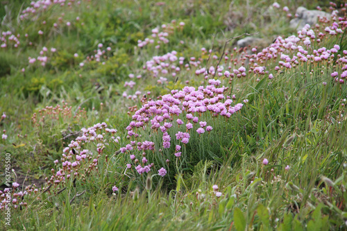 Fleurs