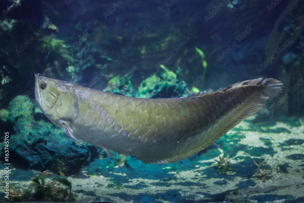 Fototapeta premium Silver arowana (Osteoglossum bicirrhosum).