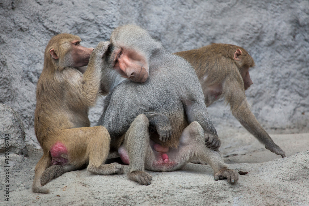 Hamadryas baboon (Papio hamadryas). Hamadryas baboon (Papio hamadryas).