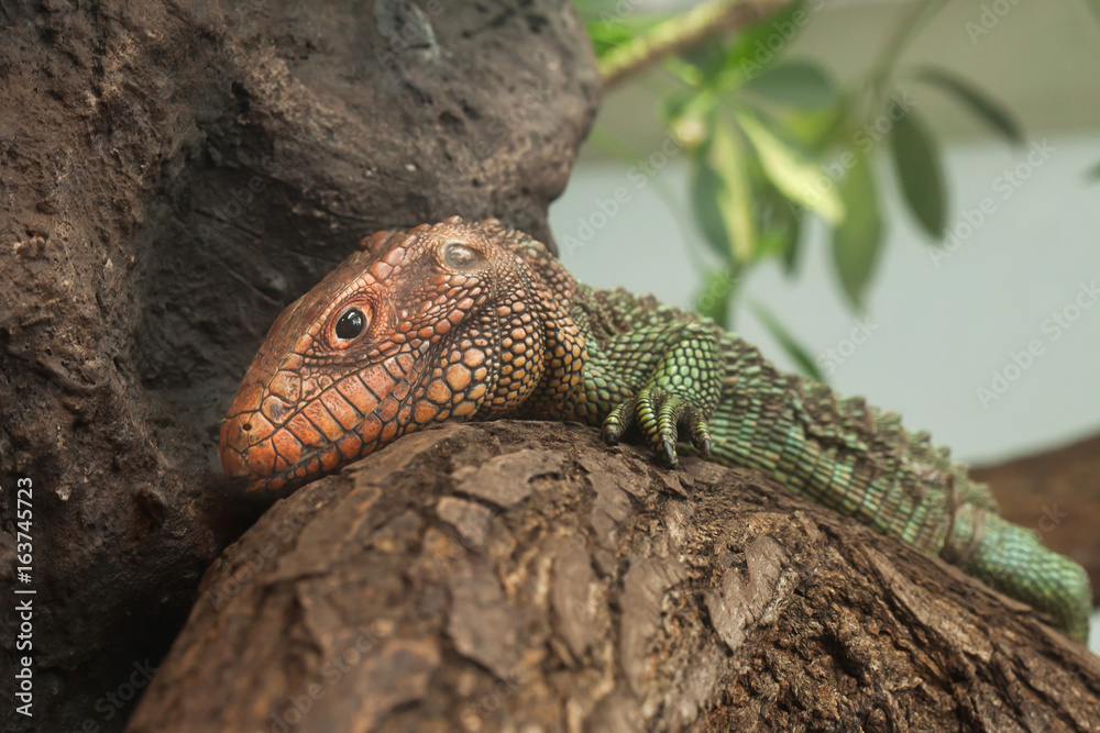 Naklejka premium Northern caiman lizard (Dracaena guianensis)
