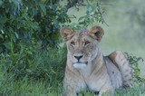 Lion cub sitting looking let,in green shrubs, big eyes searching for prey. Masai Marai, Kenya, Africa