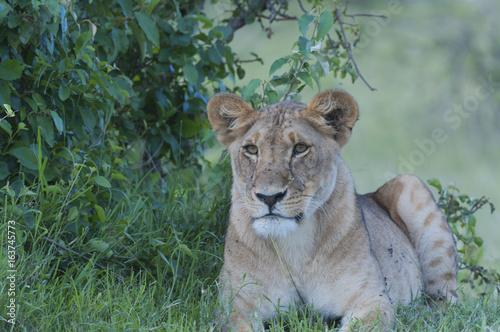 Lion cub sitting looking let in green shrubs  big eyes searching for prey. Masai Marai  Kenya  Africa